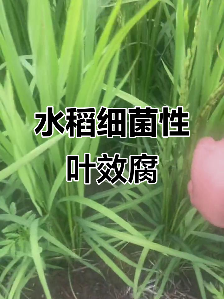 水稻叶效腐病:从鼓包到病害的演变过程