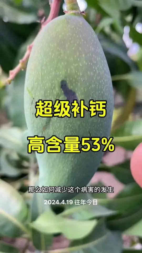 金煌芒水心果,凯特黑心果,热农蒂腐病,这些都解决了