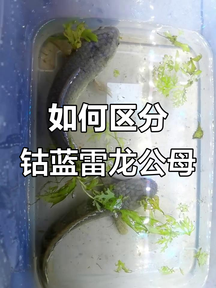 古蓝雷龙鱼公母分辨技巧，轻松掌握！