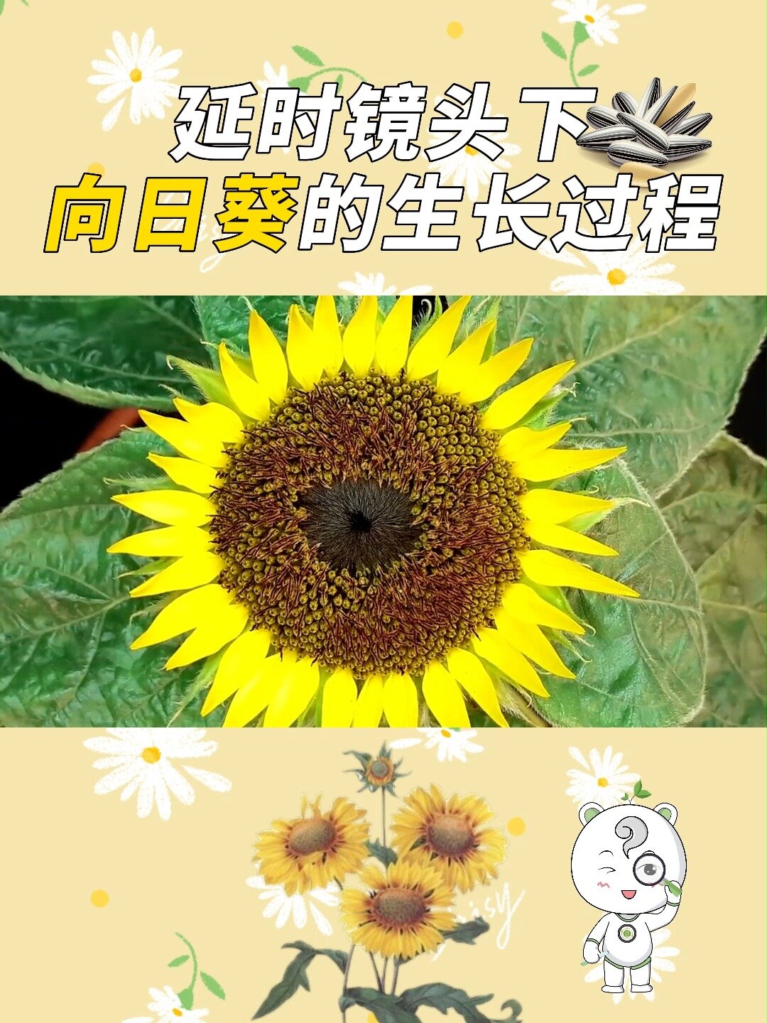 植物生长|带你了解的生长过程