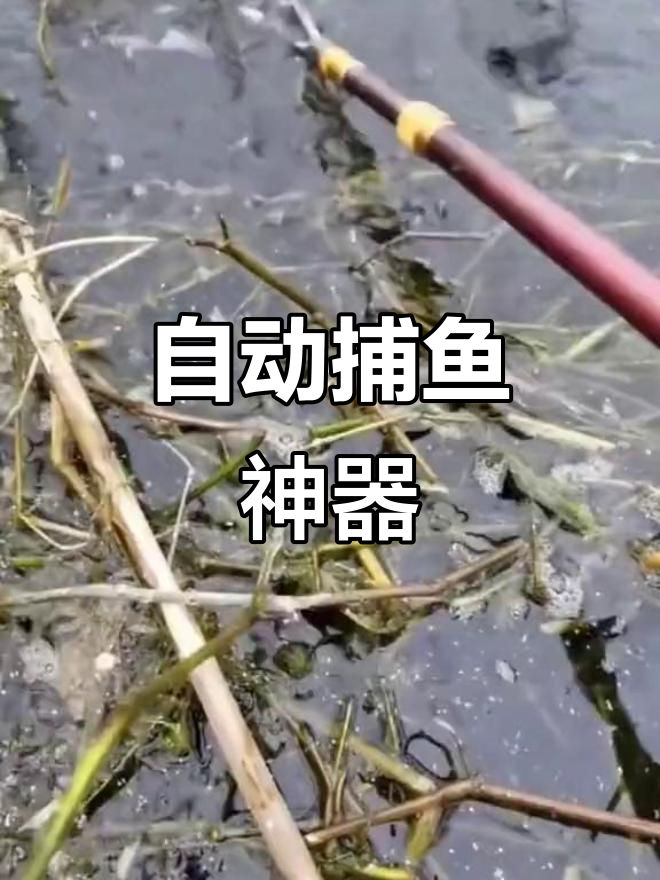 翠鸟花篮捕鱼,自动弹簧笼轻松捕获多种鱼类