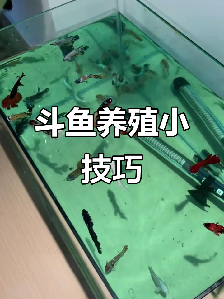 斗鱼混养中的浅绿色水,杀菌药如何使用?