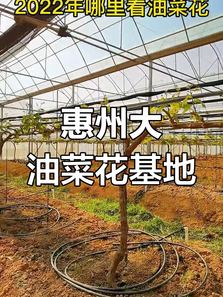惠州20公里内油菜花基地,周末必去!