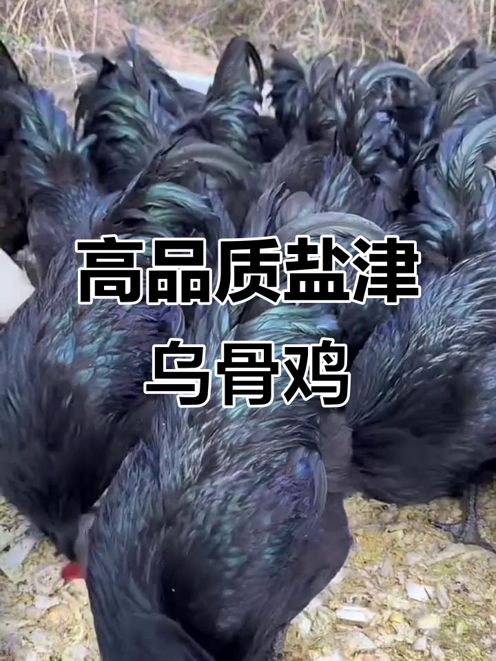 云南盐津乌骨鸡:中国十大名鸡之一,高纯度五斤公母皆有