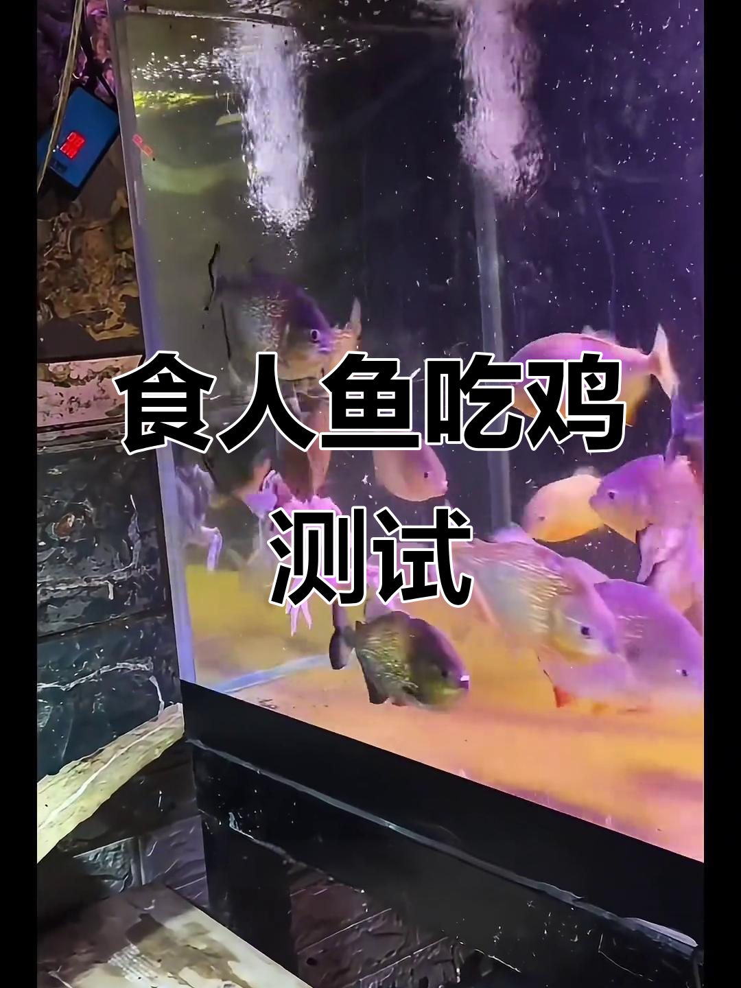 食人鱼挑战整只鸡,骨头都没剩!