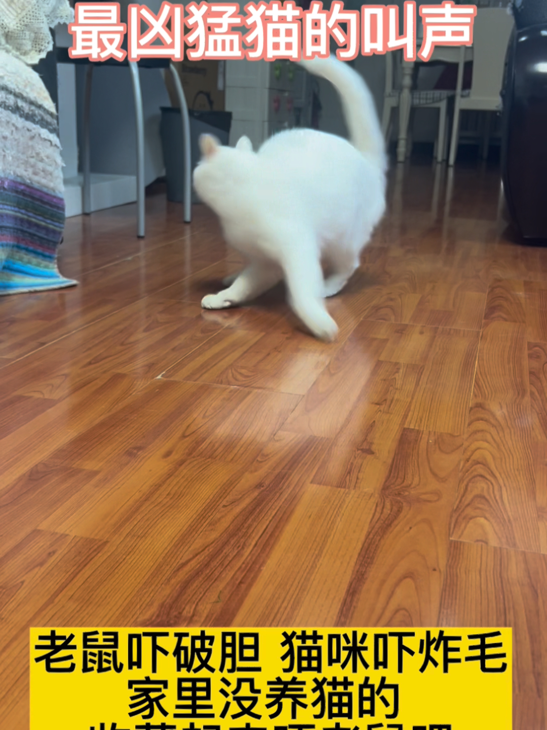 最凶猛猫的叫声