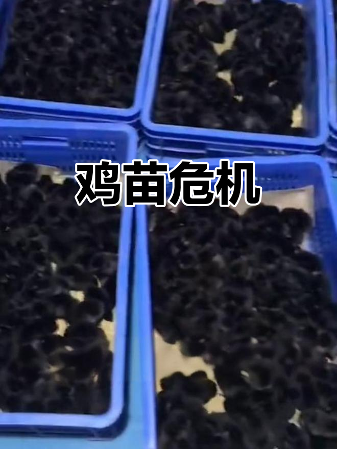 鸡苗价格暴跌,孵化场纷纷停孵,市场供应紧张或成新常态