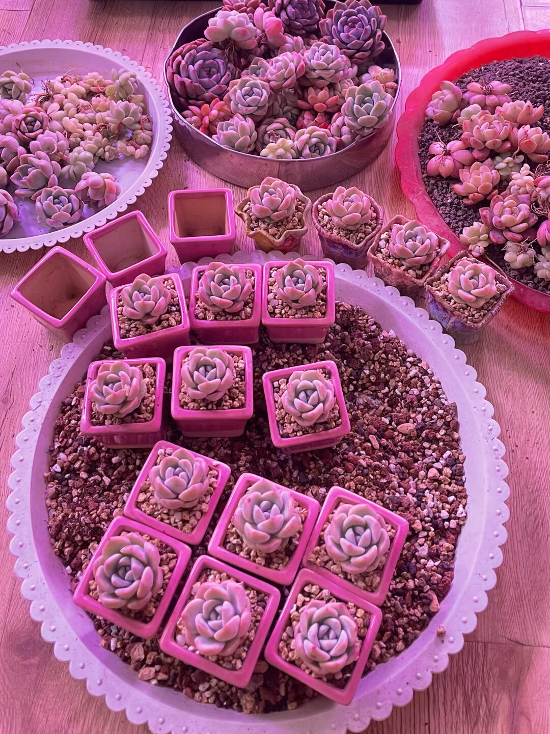 什么是控养,怎么样才能养出精品多肉