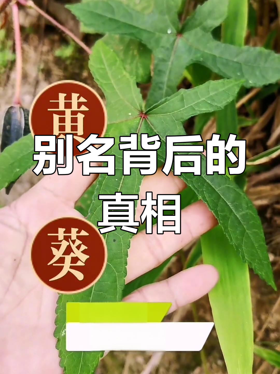 野油麻、山芙蓉,别名繁多,实为一种植物