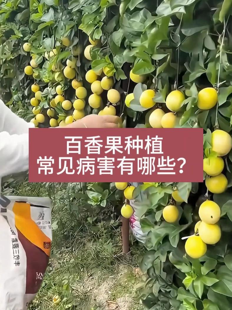 百香果常见的病害有哪些?百香果常见的八种病害 百香果病害 百香果病害有哪些 百香果种植管理