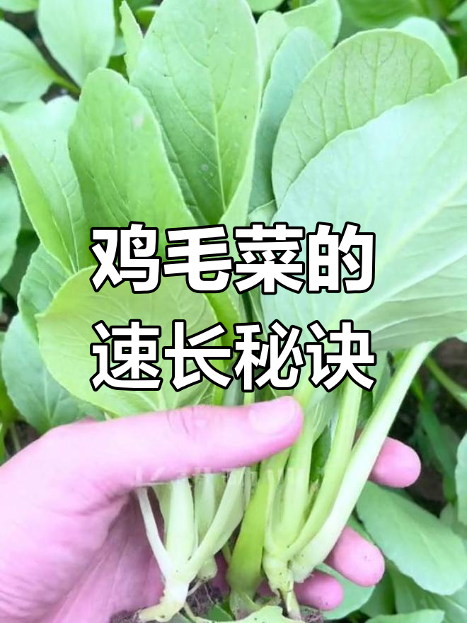 鸡毛菜快速生长,种下两天发芽,半月即可收获