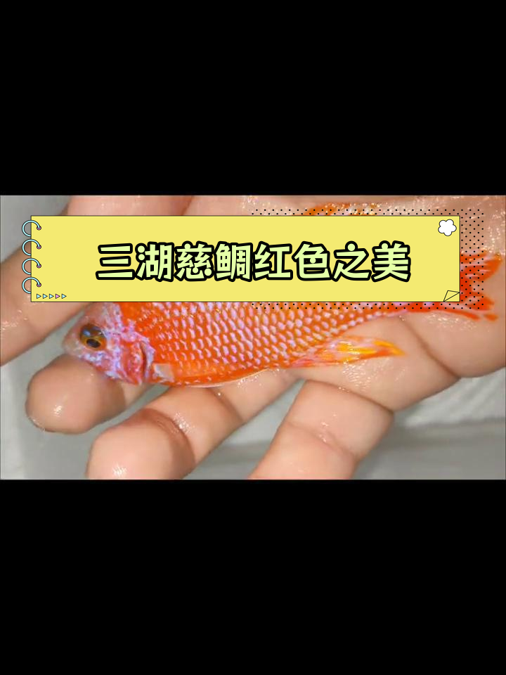 龙血火焰红,三湖慈鲷的魅力