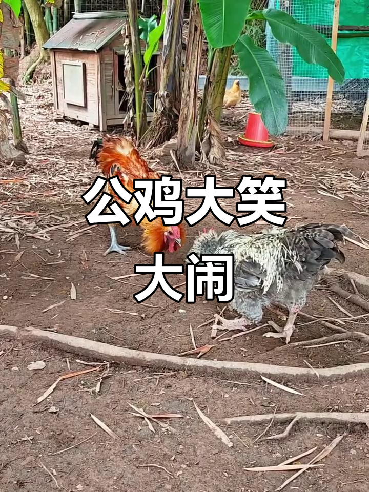 大公鸡上演“笑傲江湖”,土鸡打斗引发爆笑