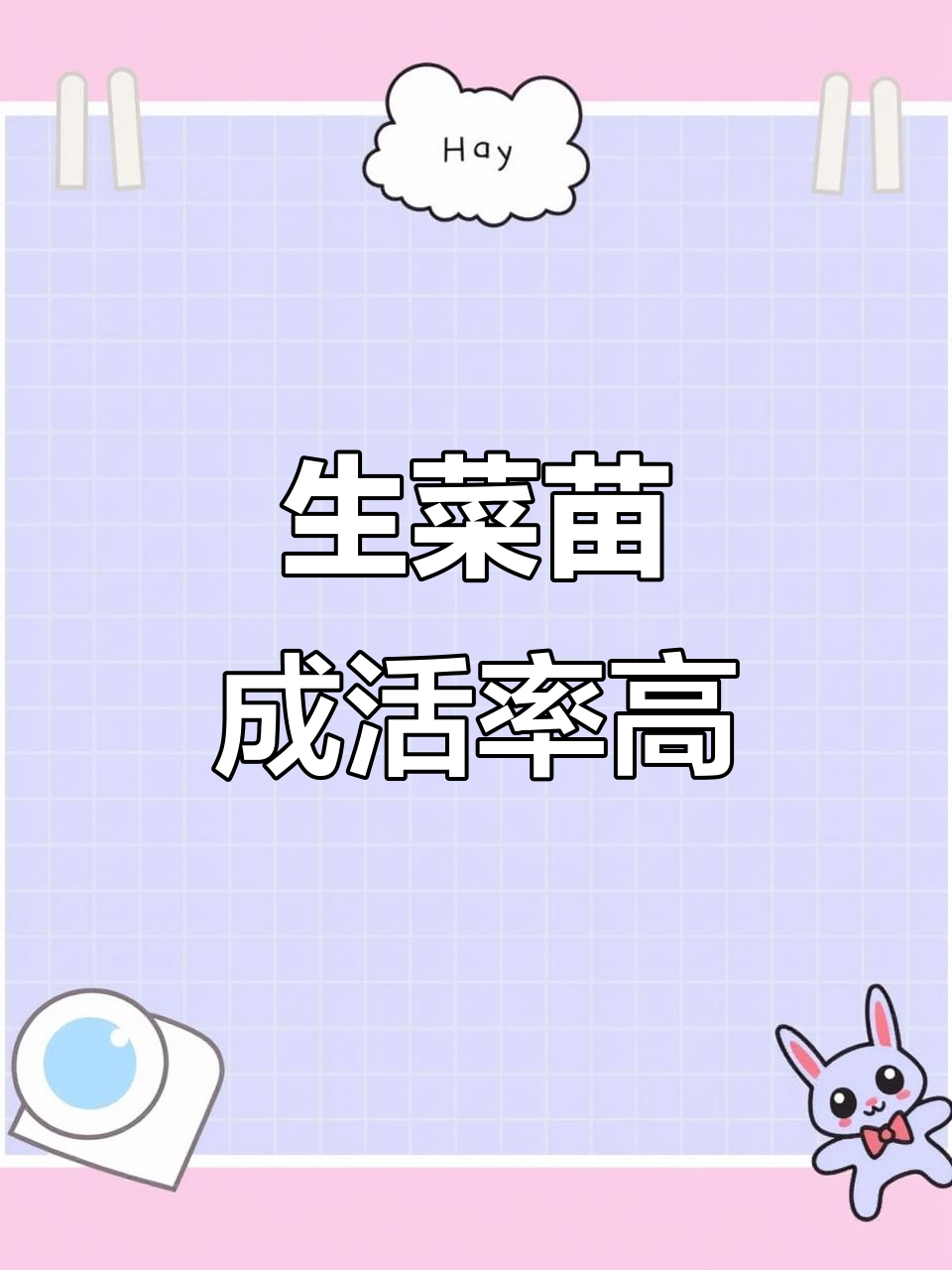 迷你生菜苗成活率100%！移栽后生长迅速，轻松养护