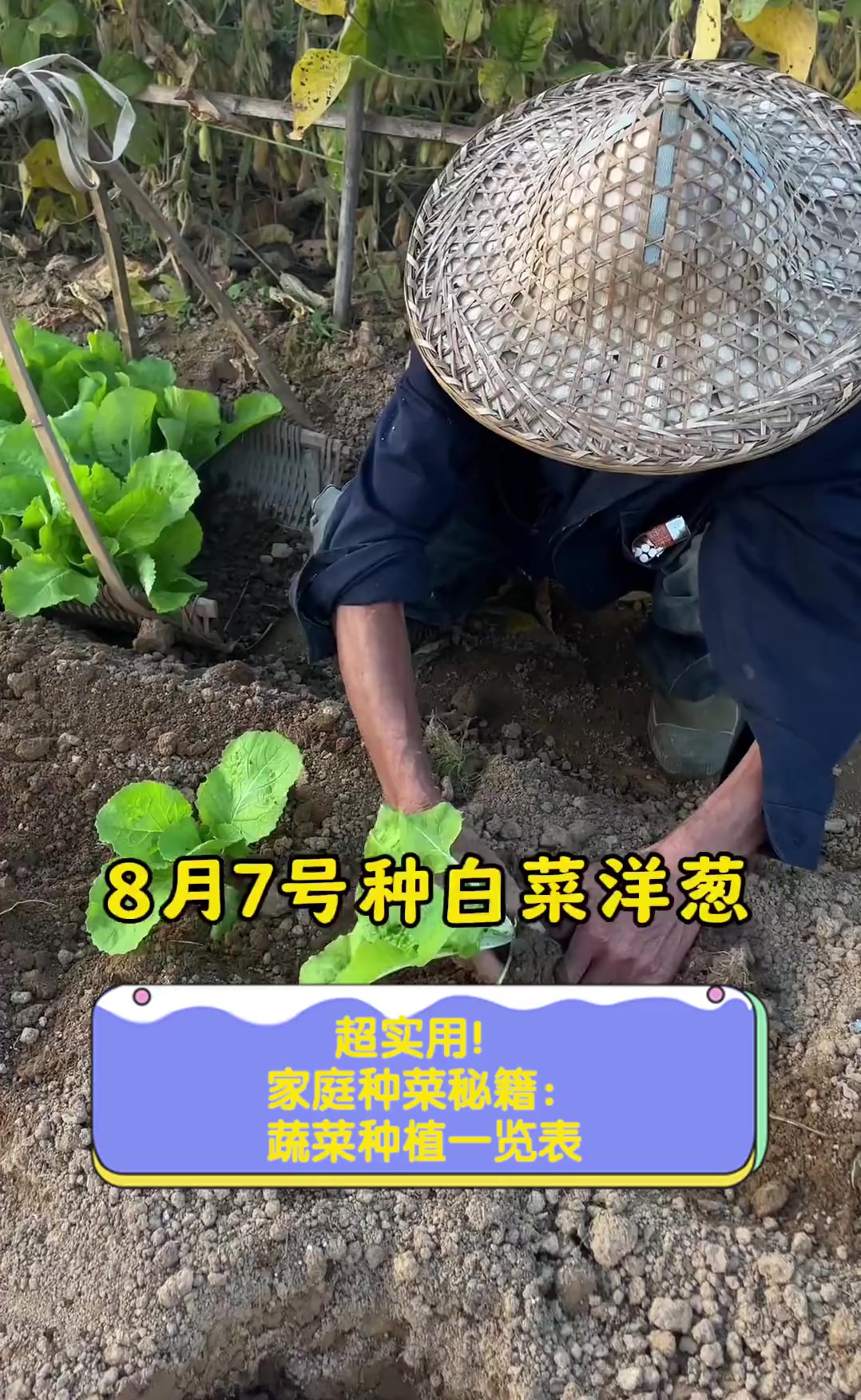 超实用!家庭种菜秘籍:蔬菜种植一览表