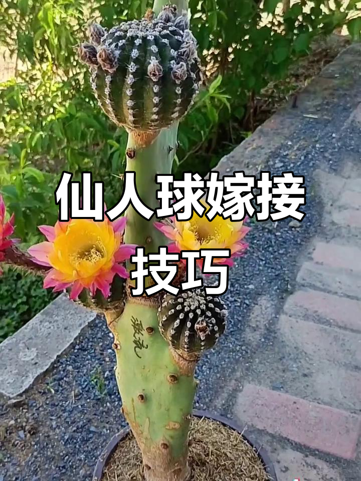 仙人掌与仙人球的奇妙嫁接,看如何操作!