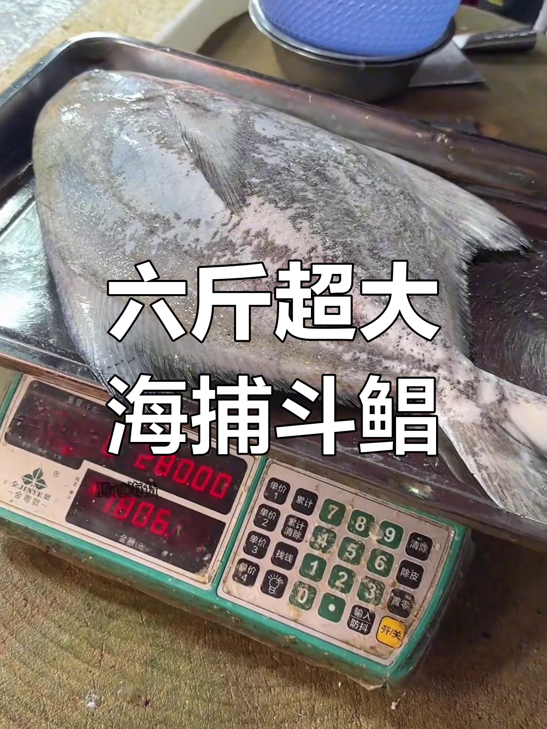 超大斗鲳鱼,六斤重海鲜解压大挑战