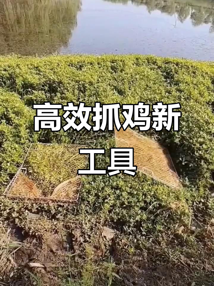 新款抓鸡神器,效果惊人