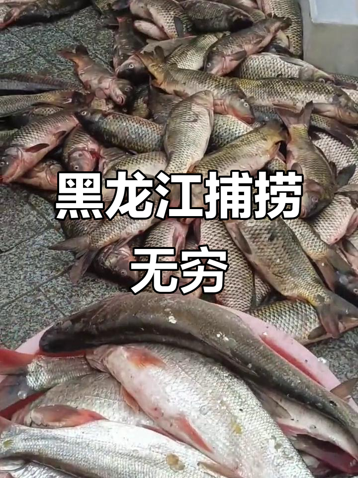 黑龙江乌苏里江鱼多到泛滥,捞不完的宝藏