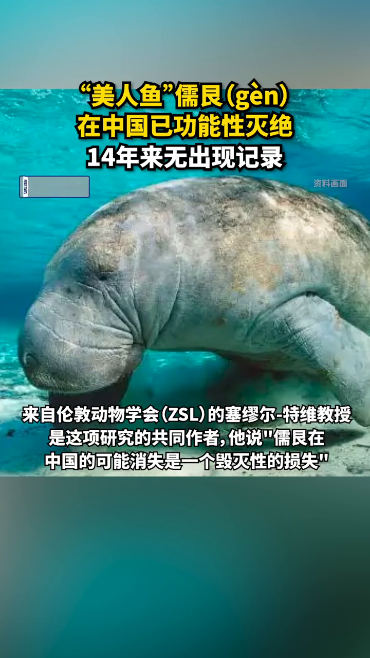 “美人鱼”儒艮(gèn)在中国已功能性灭绝