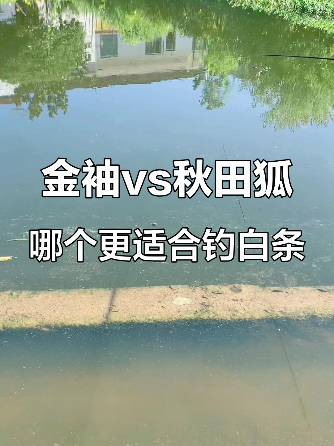 抽白条必备!金袖与秋田狐钩型大比拼