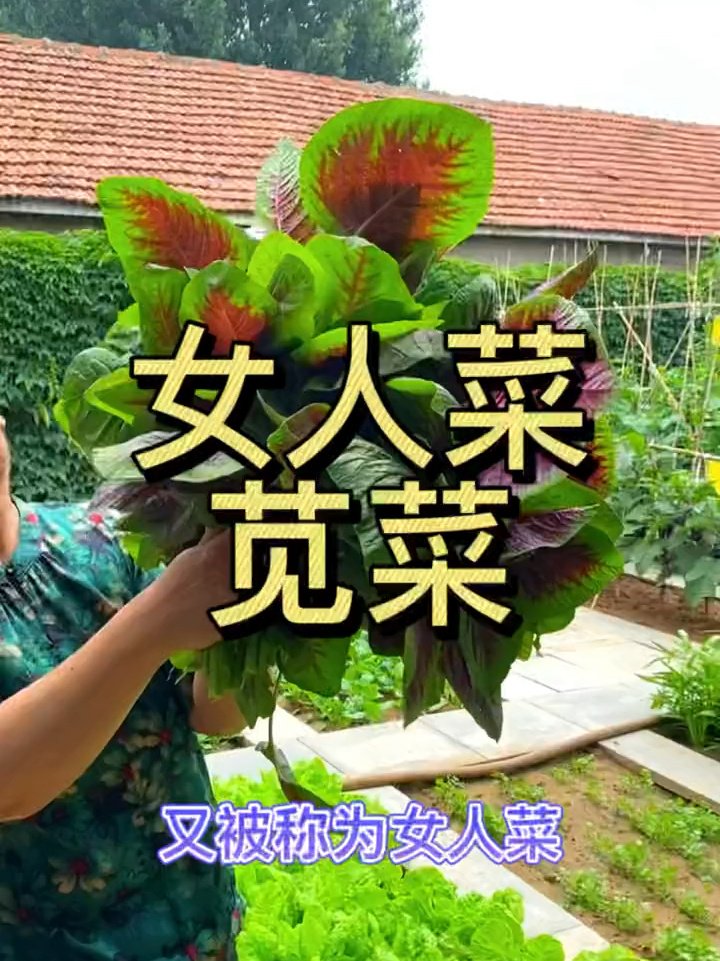 红苋菜营养价值特别高,天气越热长的越快