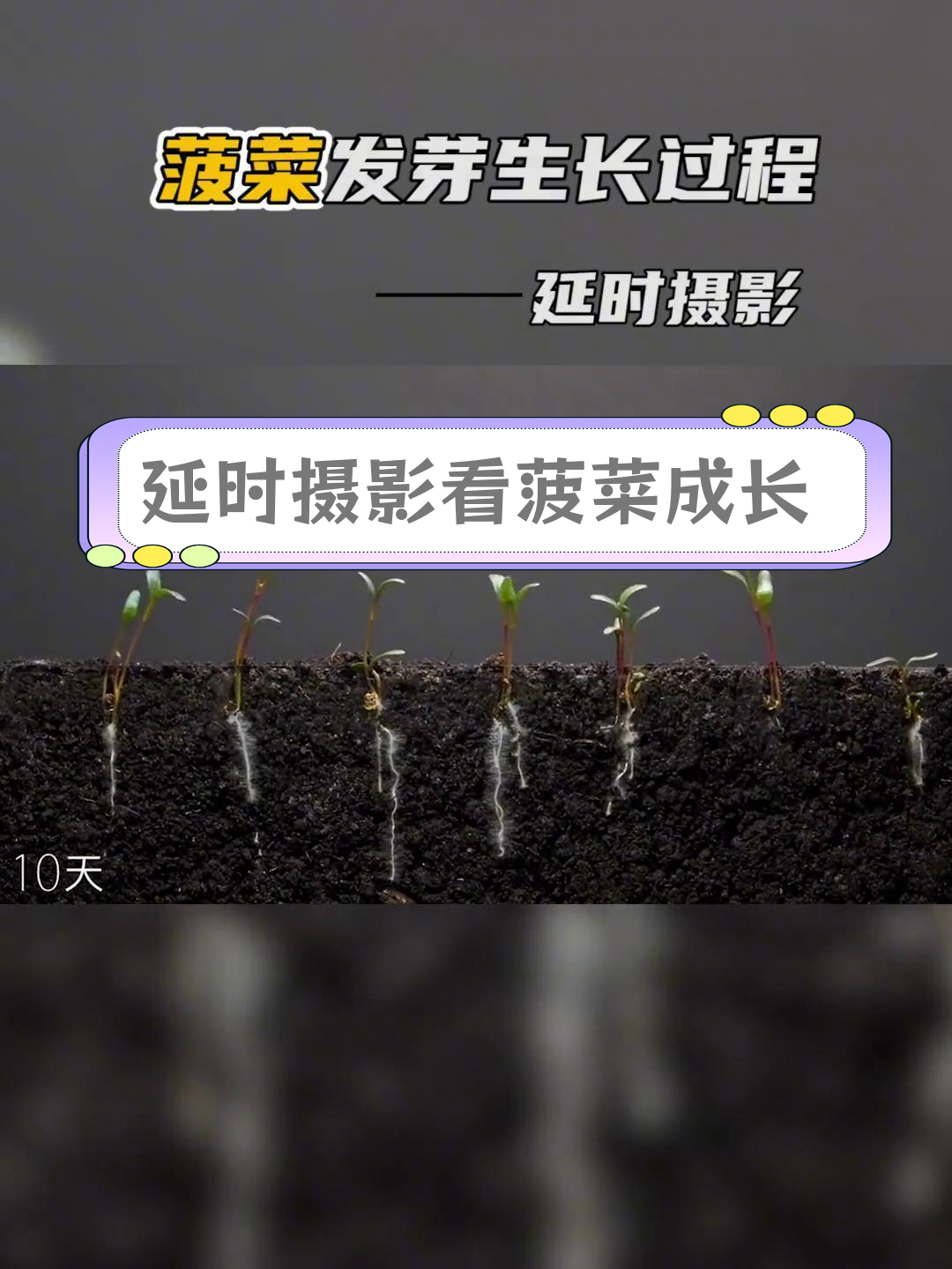 菠菜发芽生长全过程揭秘