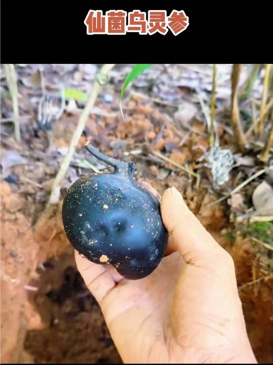 它就是传说中的仙菌乌灵参，乌灵参又叫鸡纵胆，雷震子等，喜欢生长在白蚁巢里