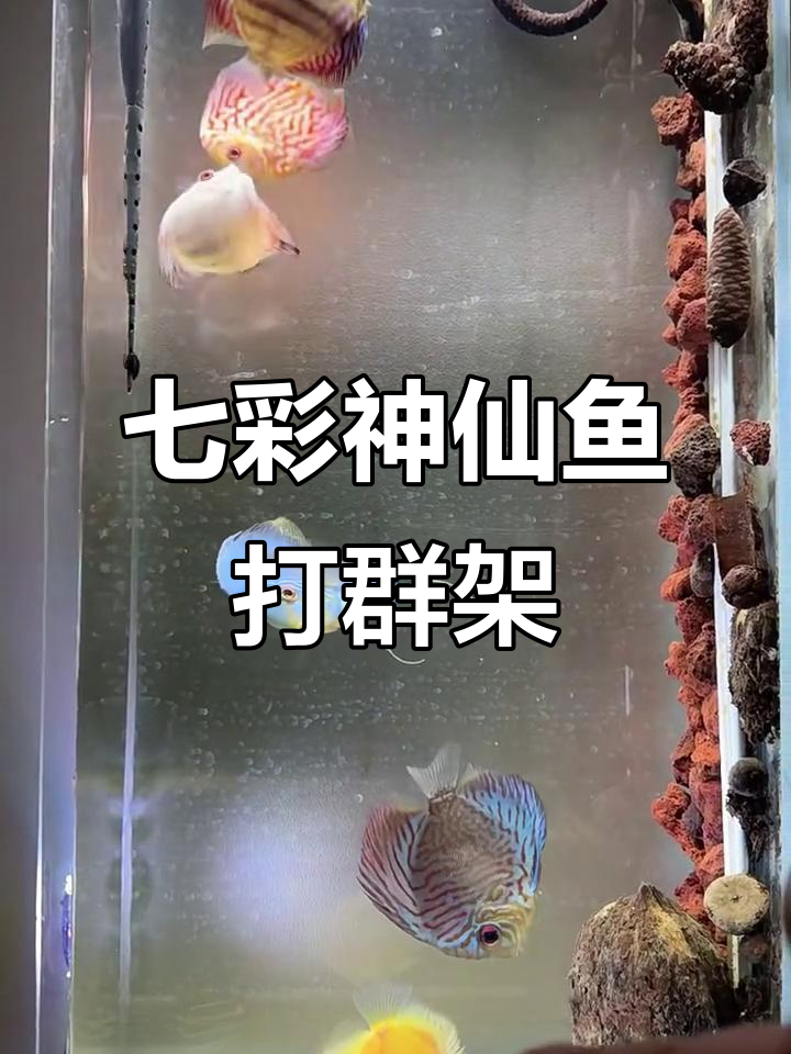 七彩神仙鱼打架,白化黄金被欺负躲角落