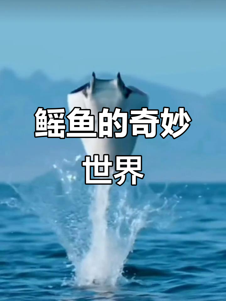 鳐鱼,形态各异,小至50厘米,大可长至8米