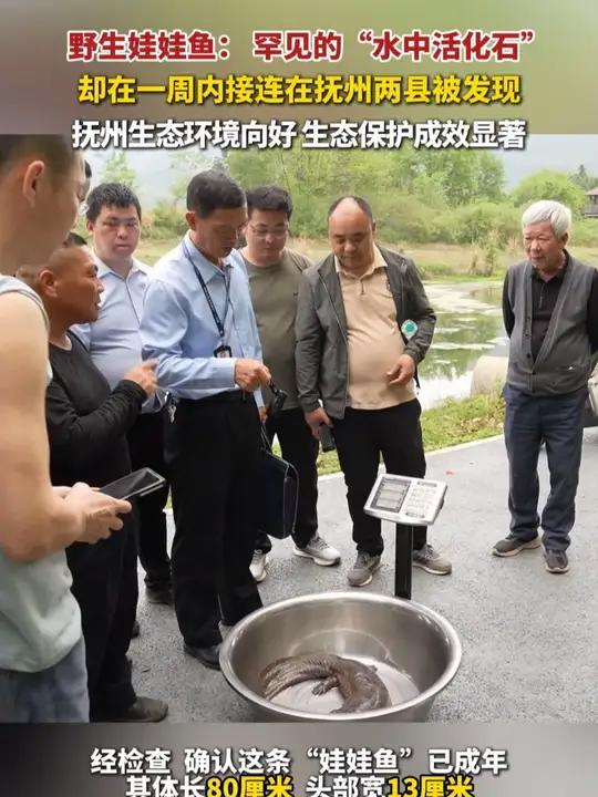 野生娃娃鱼:罕见的“水中活化石”,却在一周内接连在抚州两县发现