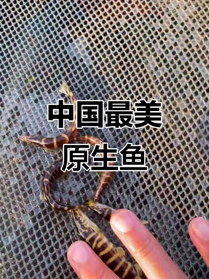 沙鳅、斑马鳅与状体沙鳅：中国原生鱼之美