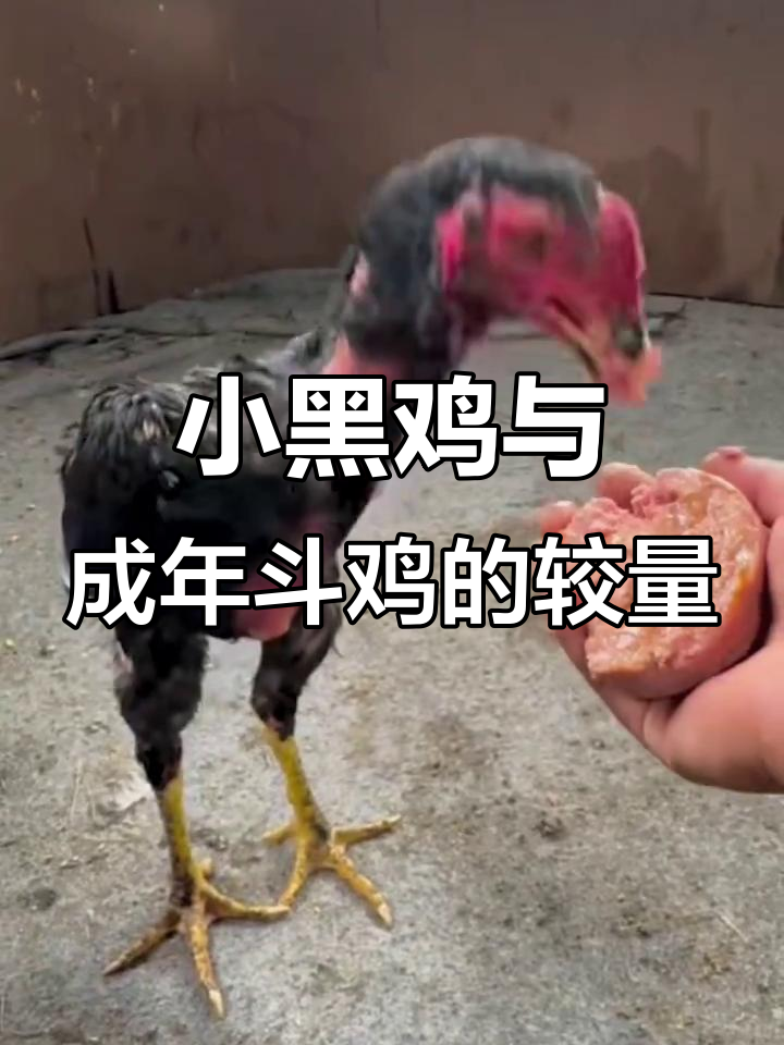 五个月小黑鸡挑战成年斗鸡,激烈对决一触即发