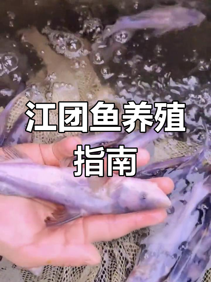 江团鱼肉质鲜美,无刺易养,适合各地池塘养殖