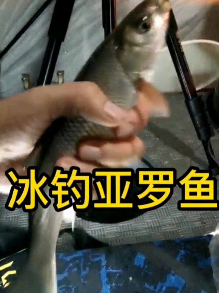 冰钓雅罗鱼
