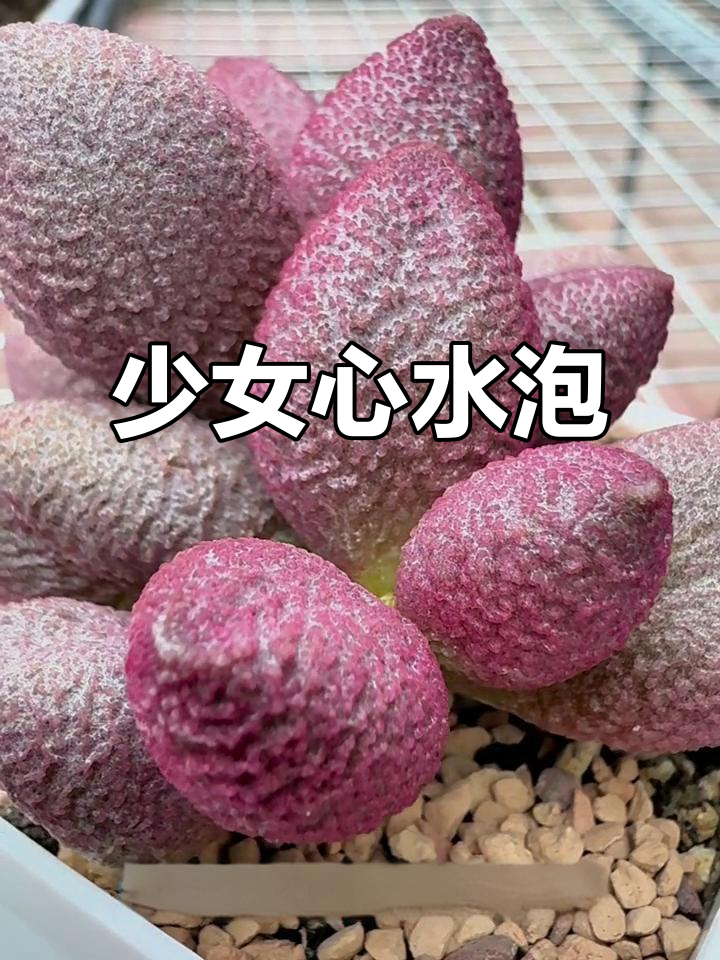 少女心爆棚!57号水泡带你进入多肉界的颜值巅峰