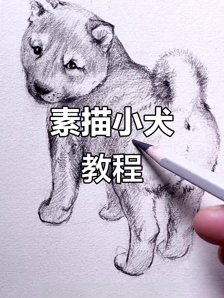 从零开始学素描,画只小狗轻松入门!