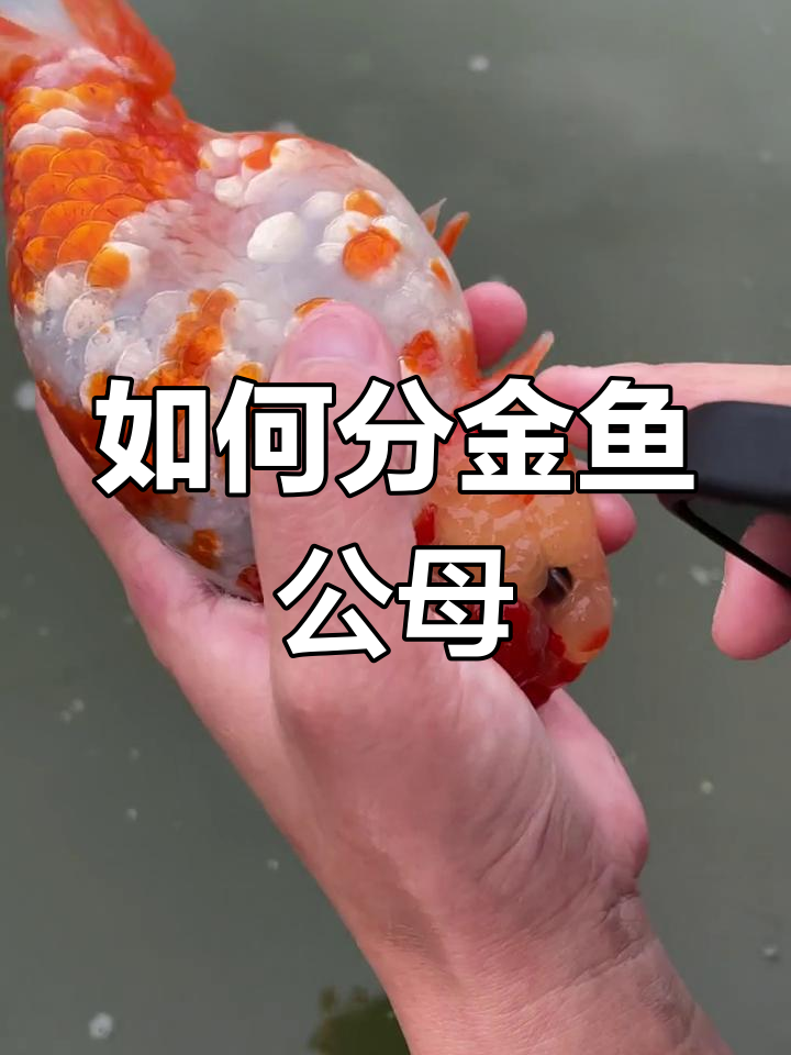 金鱼兰寿公母分辨技巧,竟然还有雌雄同体!