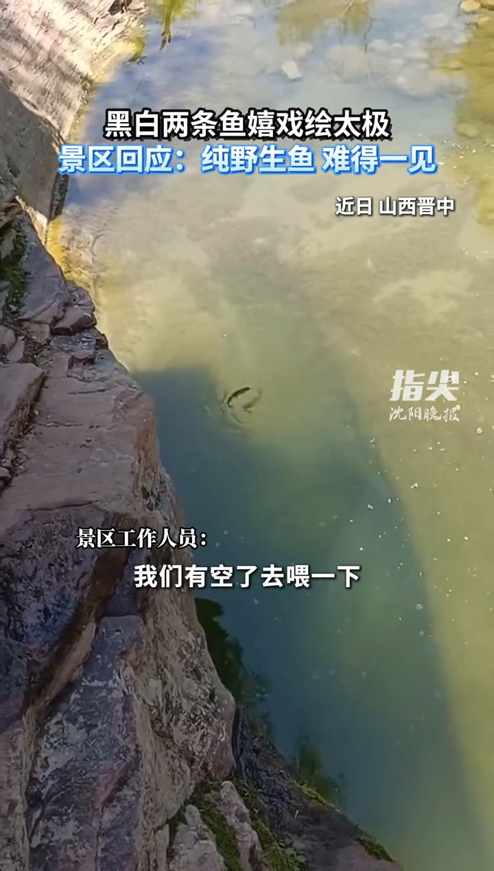 黑白两条鱼嬉戏绘太极景区回应:纯野生鱼 难得一见