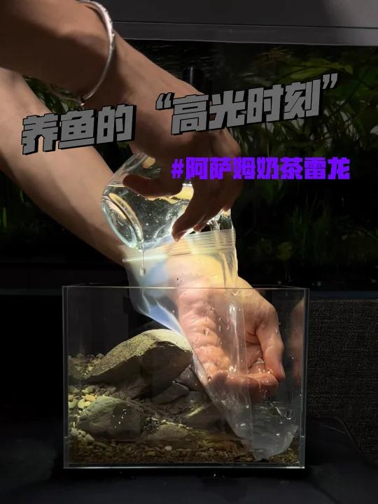 养鱼的“高光时刻”—阿萨姆奶茶雷龙