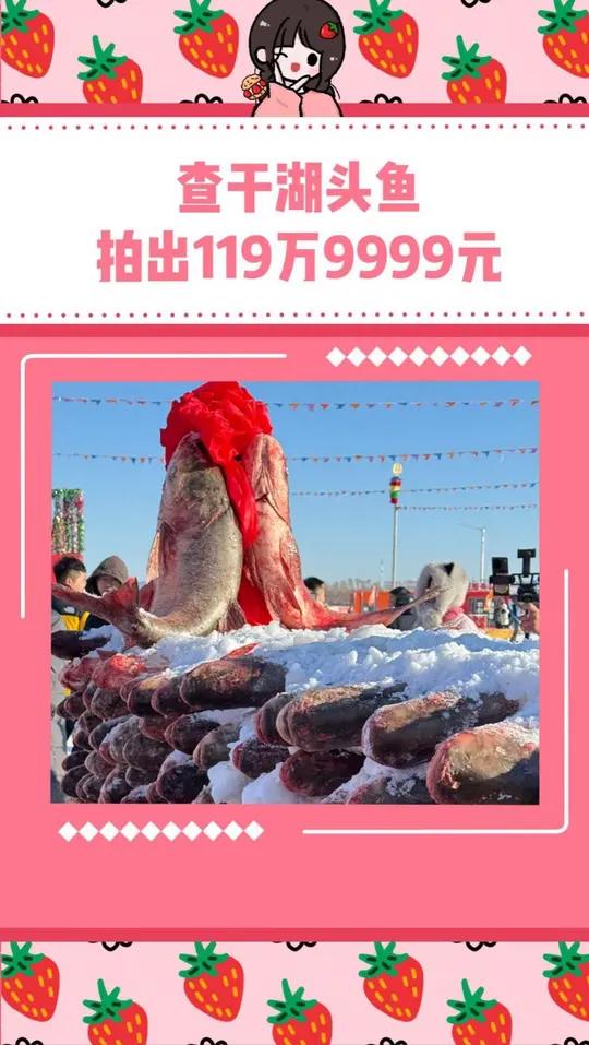 原来查干湖冬捕头鱼昂贵是有原因的啊