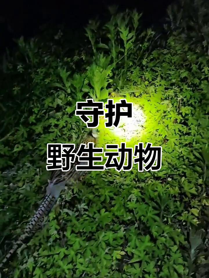 黑暗中,野鸡差点迷失,幸得光明指引,呼吁保护野生动物