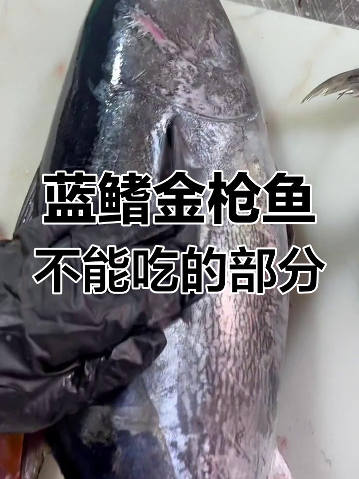 金枪鱼哪个部位不能吃?揭秘蓝鳍金枪鱼的禁忌部分