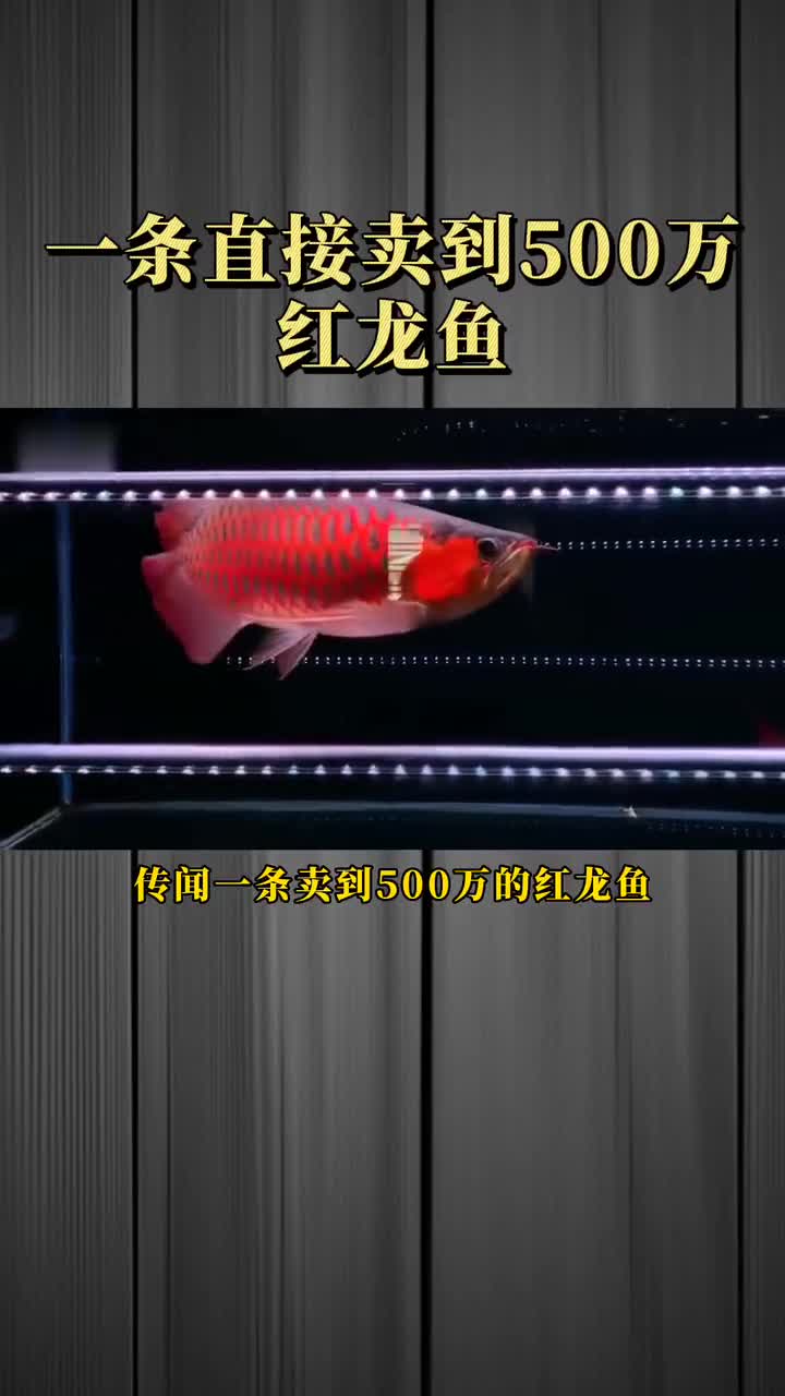 传闻一条卖500万的红龙鱼,究竟可怕在哪?