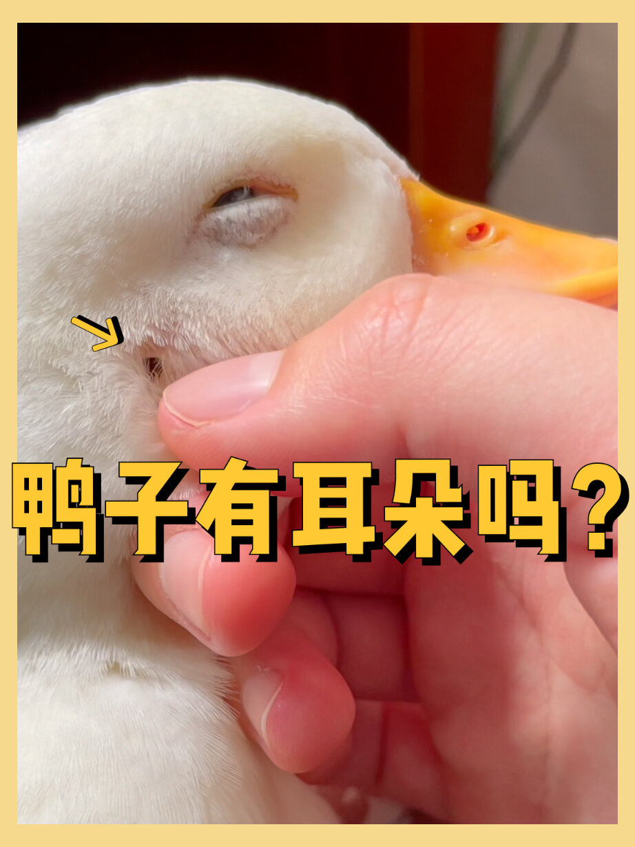 很多集美问鸭子的耳朵在哪里