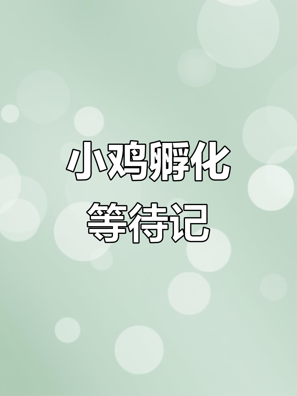 孵化第19天,静静等待小鸡破壳的那一刻