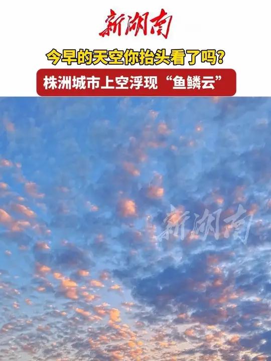 今早株洲城市上空浮现“鱼鳞云”(记者 张咪 编辑 柒柒)