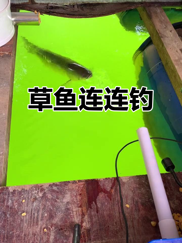 草鱼连竿挑战，最大一条超三十斤！