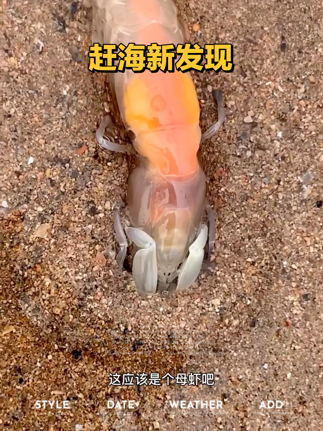赶海发现一只透明虾 全身橙色 色泽诱人
