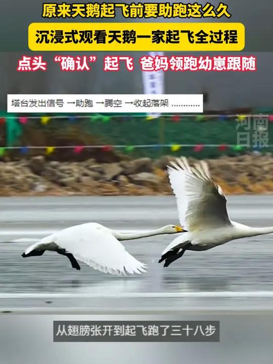 摄影师拍下天鹅一家起飞全过程,起飞瞬间震撼人心!网友:万物有灵!愿一路顺风!平安归来!
